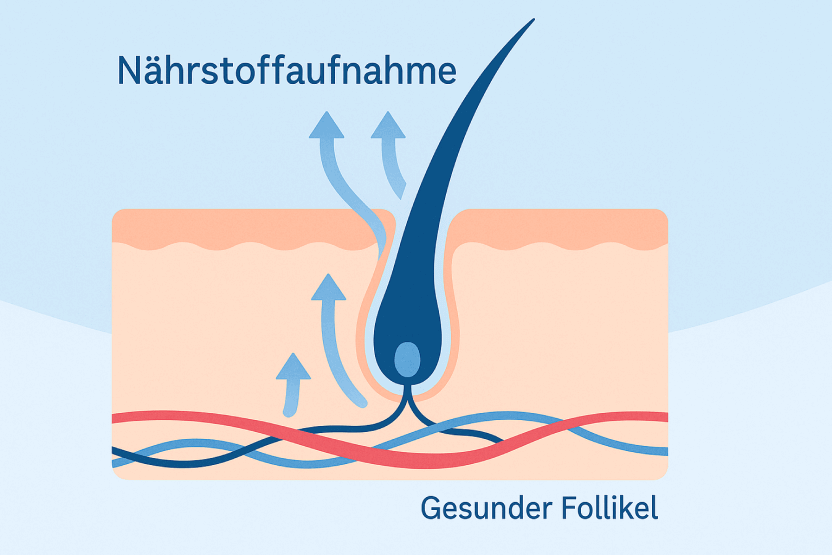 Illustration eines gesunden Haarfollikels und der Nährstoffaufnahme zur Förderung des Haarwachstums.