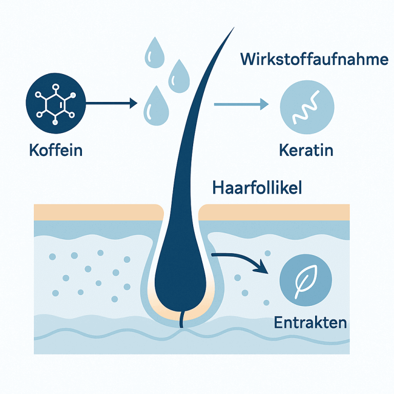 Infografik zur Wirkstoffaufnahme von einem Shampoo gegen Haarausfall im Haarfollikel mit Koffein, Keratin und Extrakten.